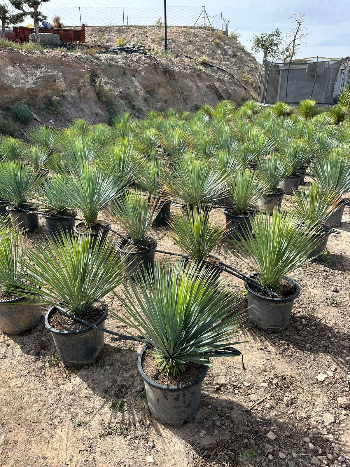 Yucca Rostrata