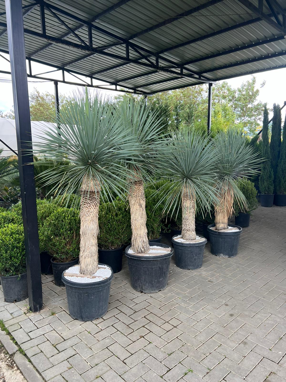 Yucca Rostrata