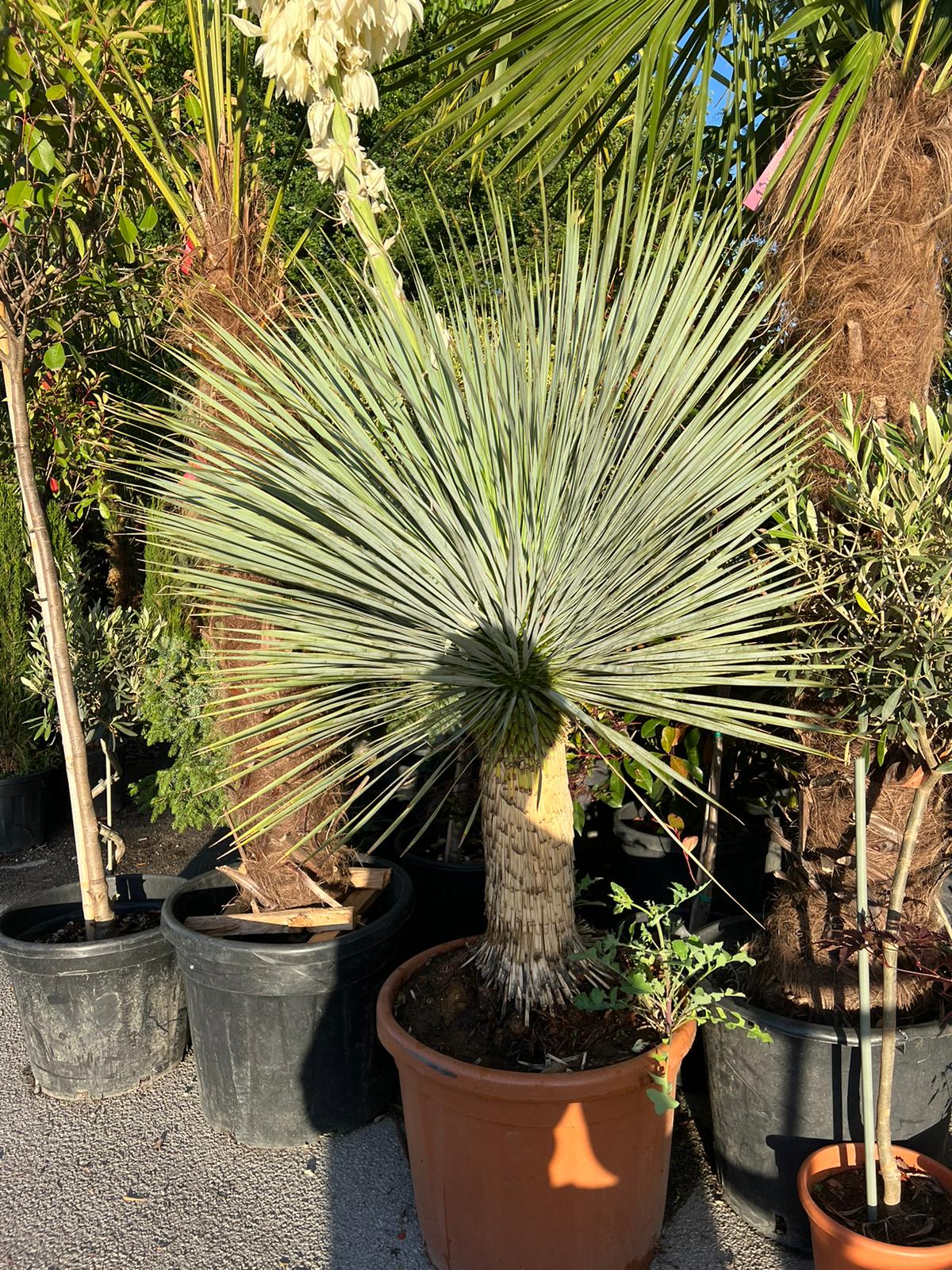 Yucca Rostrata